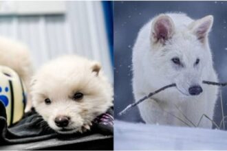 Dire Wolf Pups Born After 10,000 Years: A Historic Scientific Achievement in De-Extinction