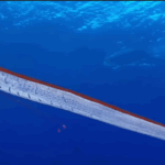 Oarfish: Doomsday Fish Sparks Panic on Tasmania and Tamil Nadu Shores