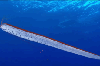 Oarfish: Doomsday Fish Sparks Panic on Tasmania and Tamil Nadu Shores