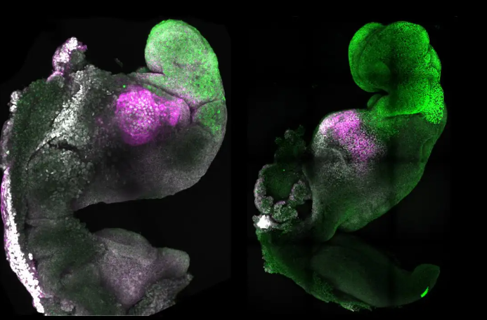 Visual representation of epigenome editing used to reprogram DNA for embryo development in two-father reproduction experiment