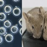 Two Fathers Baby Mice: A Scientific Miracle Created in China