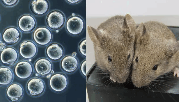 Two Fathers Baby Mice: A Scientific Miracle Created in China