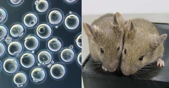 Two Fathers Baby Mice: A Scientific Miracle Created in China
